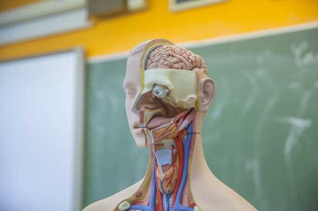Анатомия блокового нерва