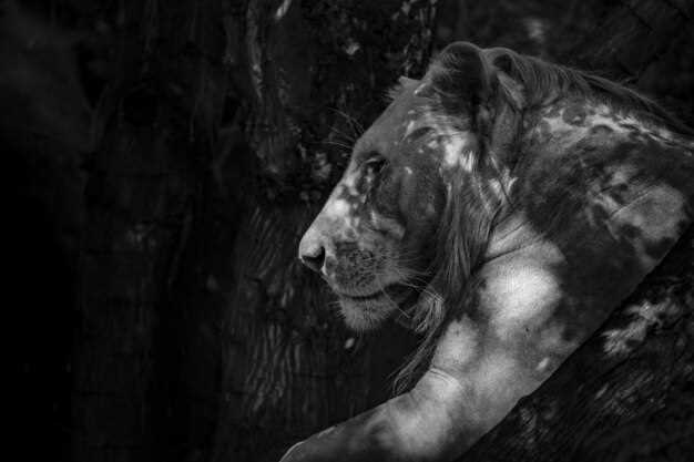 Достойные качества личности Льва-мужчины: полное описание [Астрология Духовное развитие]