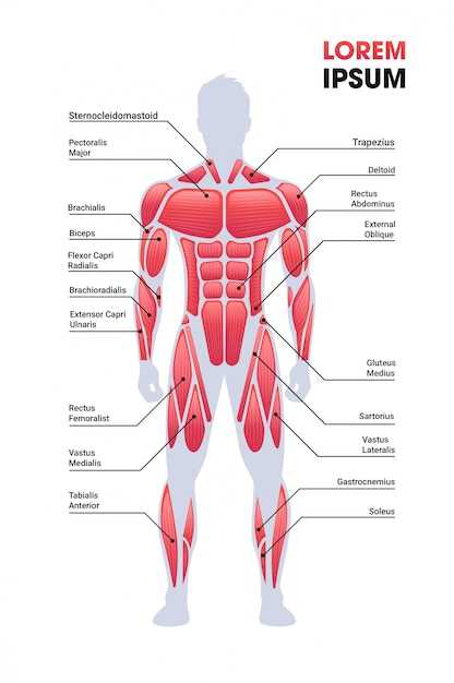 Функции мышцы трапециевидной