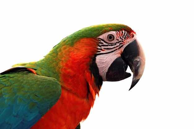 Здоровье попугая лежит на животе: как определить его состояние