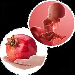 Baby's Growth and Development during the 17th Week of Pregnancy