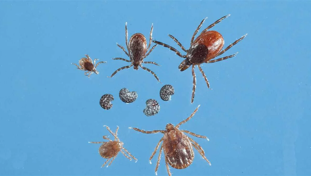 Tick-Borne Diseases: A Hidden Danger