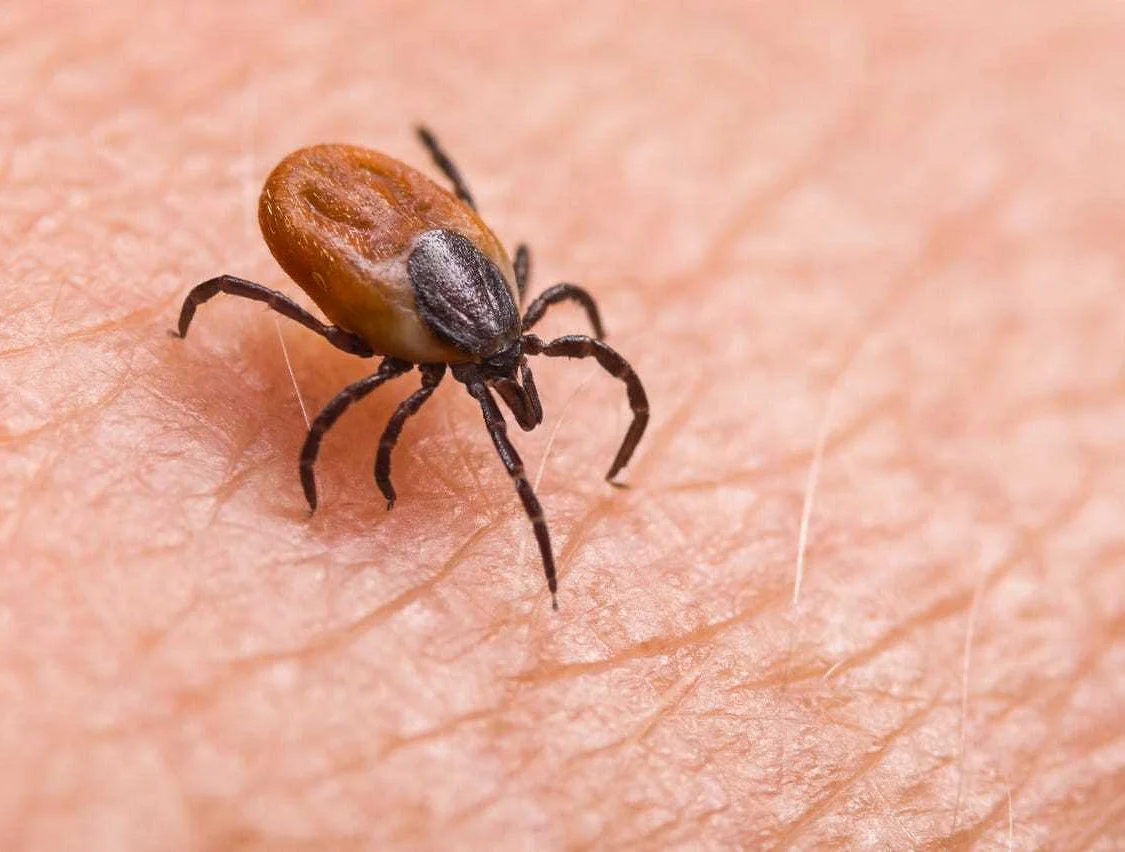 Symptoms and Complications of Tick Bites