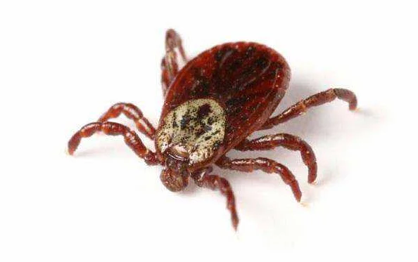 Expert predicts peak of tick activity