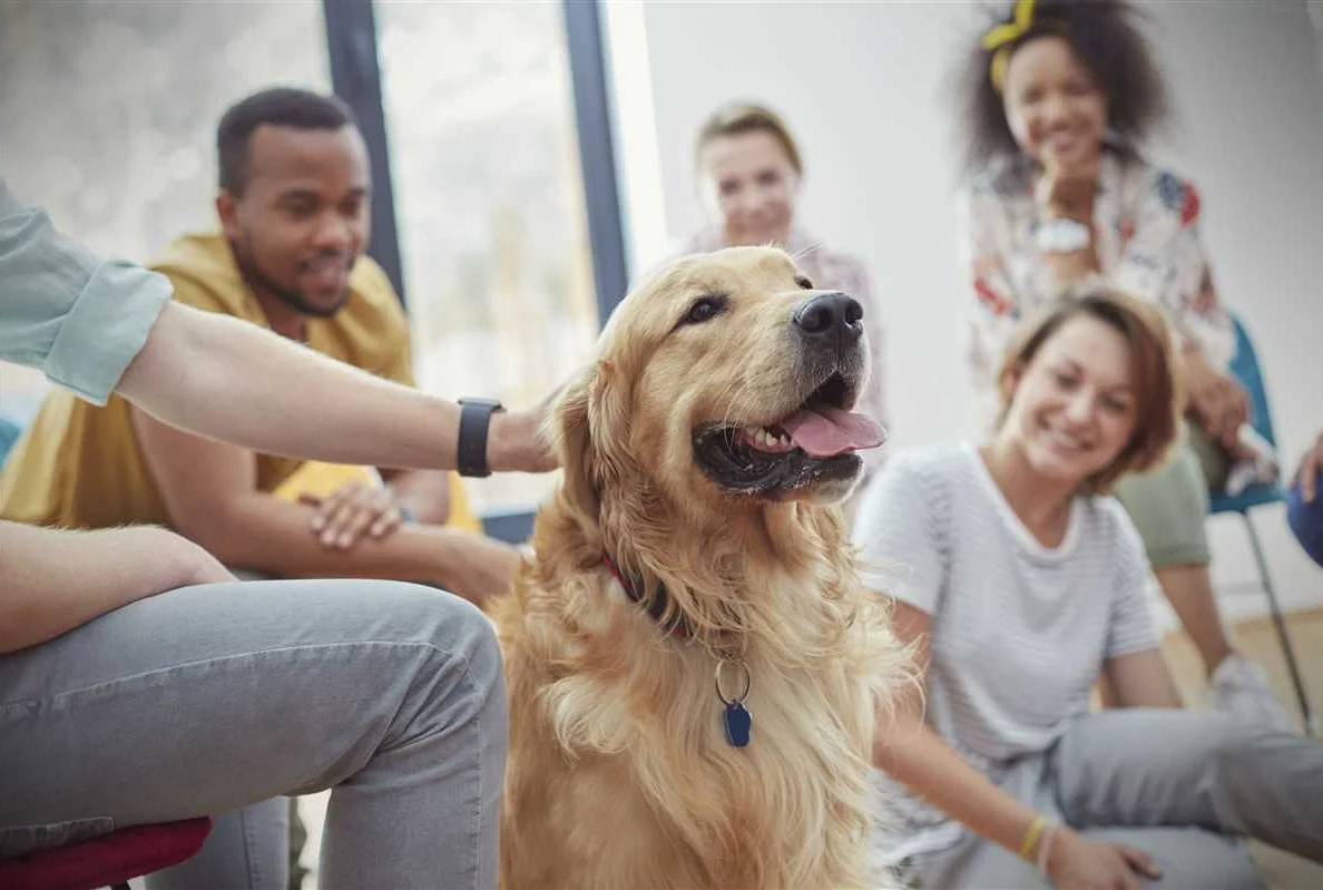 Animal Therapy for Physical Health