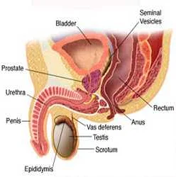 Symptoms of Bacterial Prostatitis