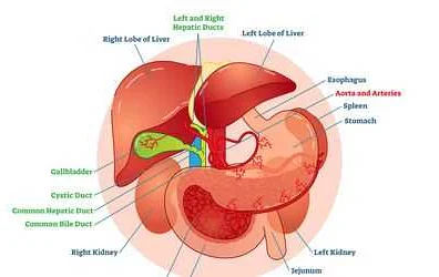 Biliary Dyskinesia in Adults