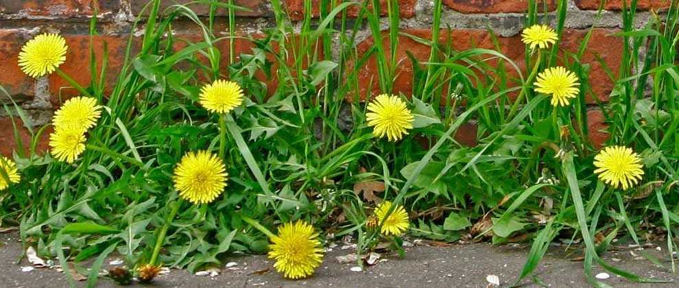 Using Weeds to Naturally Lower Your Cholesterol