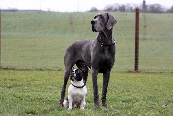 Pros and Cons of Large Dog Breeds