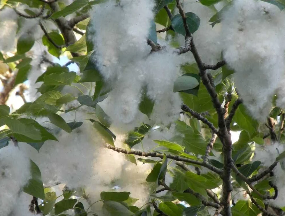 Doctor's Opinion: No Allergy to Poplar Fluff