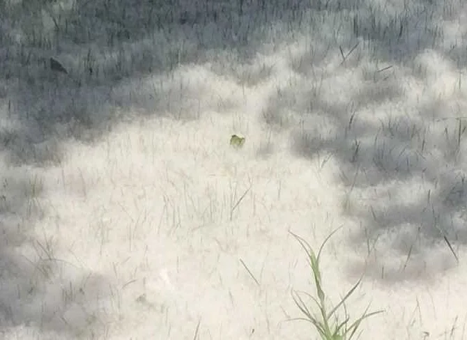 The Poplar Fluff Mystery Unraveled