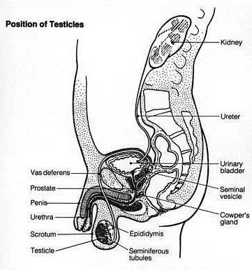 Understanding Reproductive Health