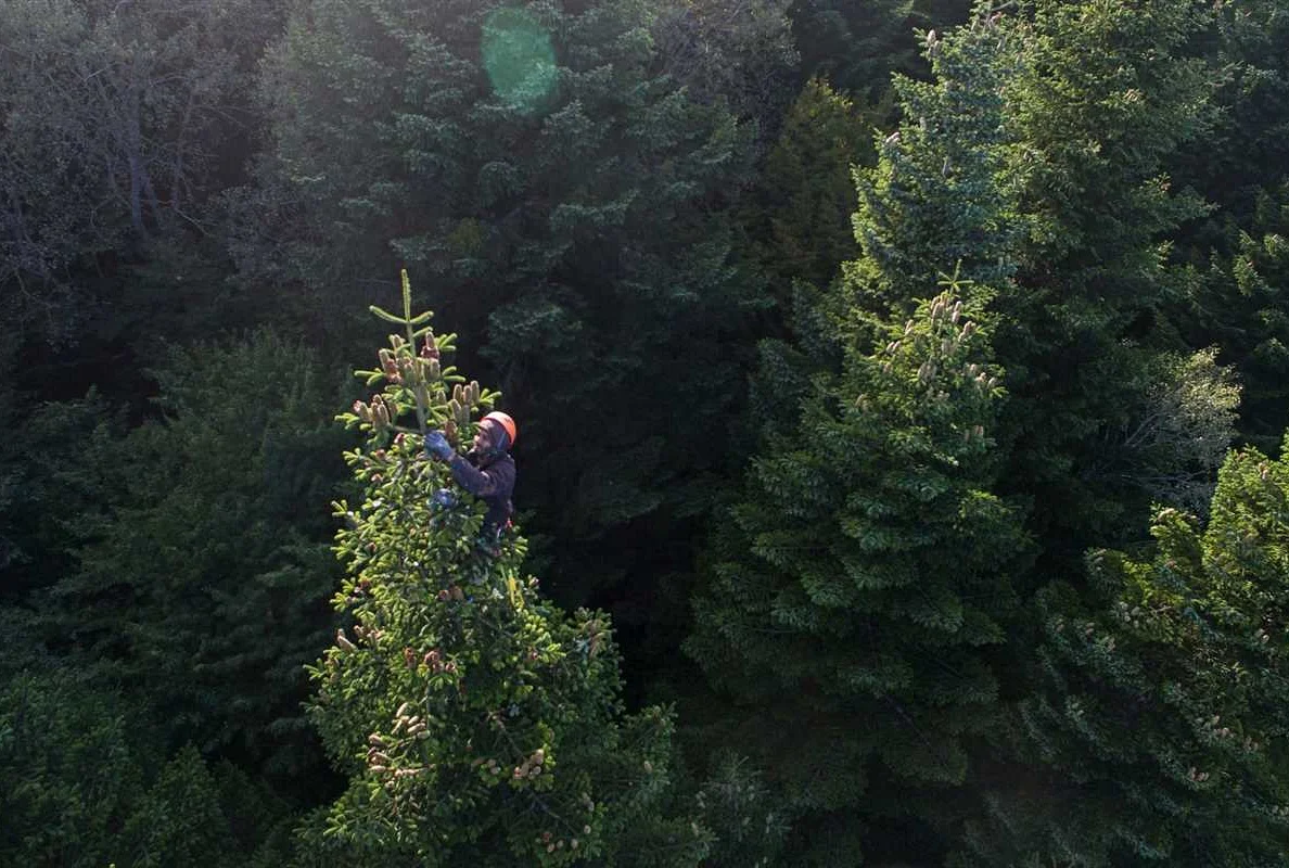 Uncover the Secrets of the Ancient Forest Dentist