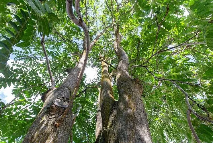 Explore the Traditional Tree-Based Tooth Treatments in Rus'