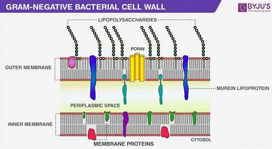 Overview of Gram-negative Bacteria