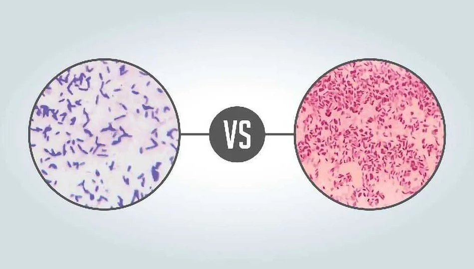 Importance of Gram-negative Bacteria