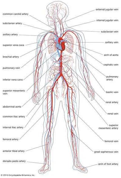 Understanding the Venous System and Its Functions