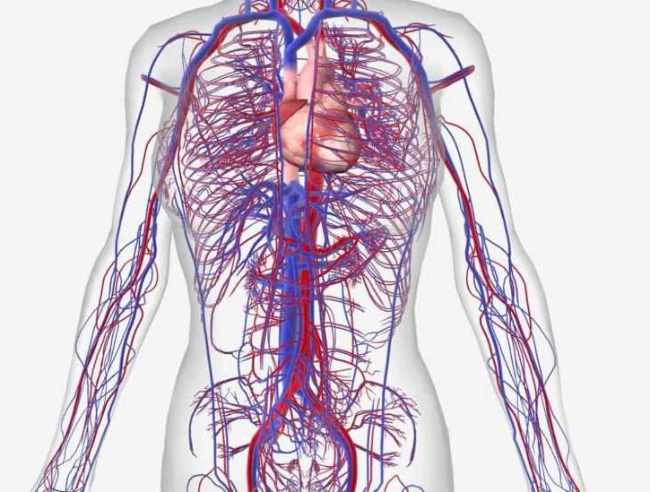 Common Disorders and Diseases of the Venous System