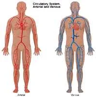 Diagnostic Methods for Assessing Venous Health