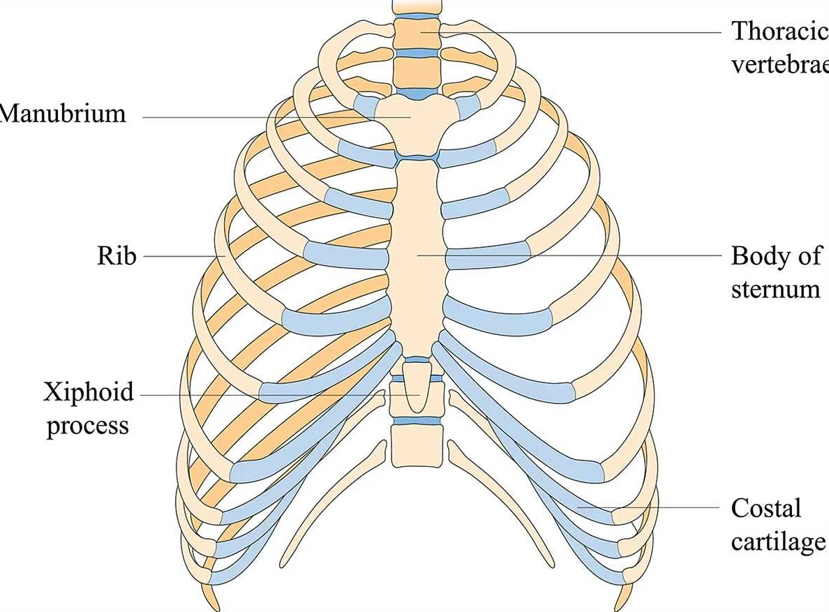 Causes of xiphoid process pain