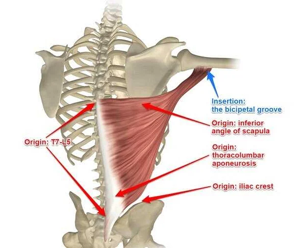 Training the Latissimus Dorsi