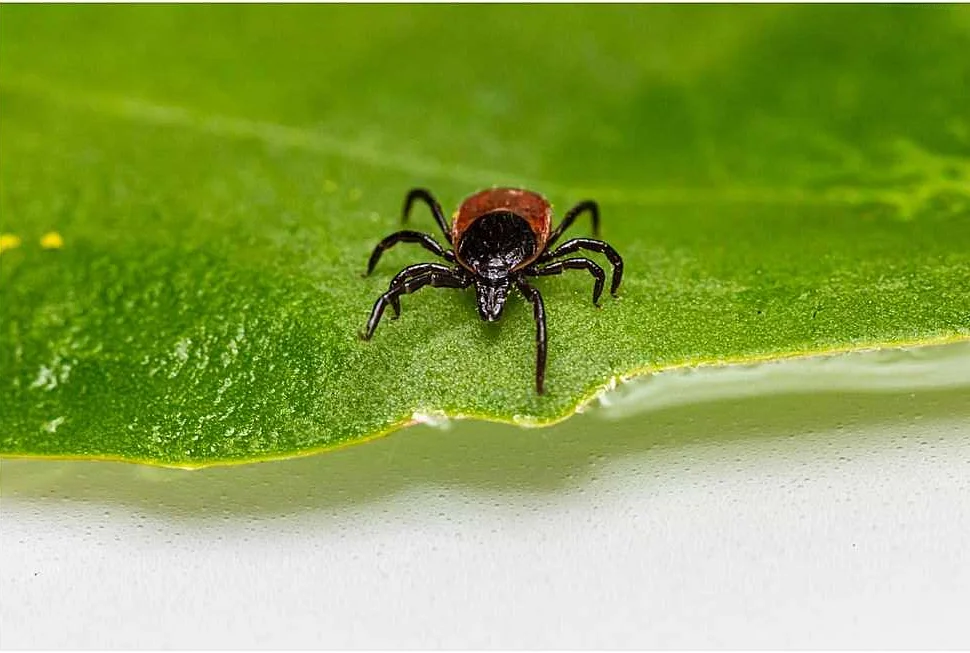 Lyme Disease in St. Petersburg