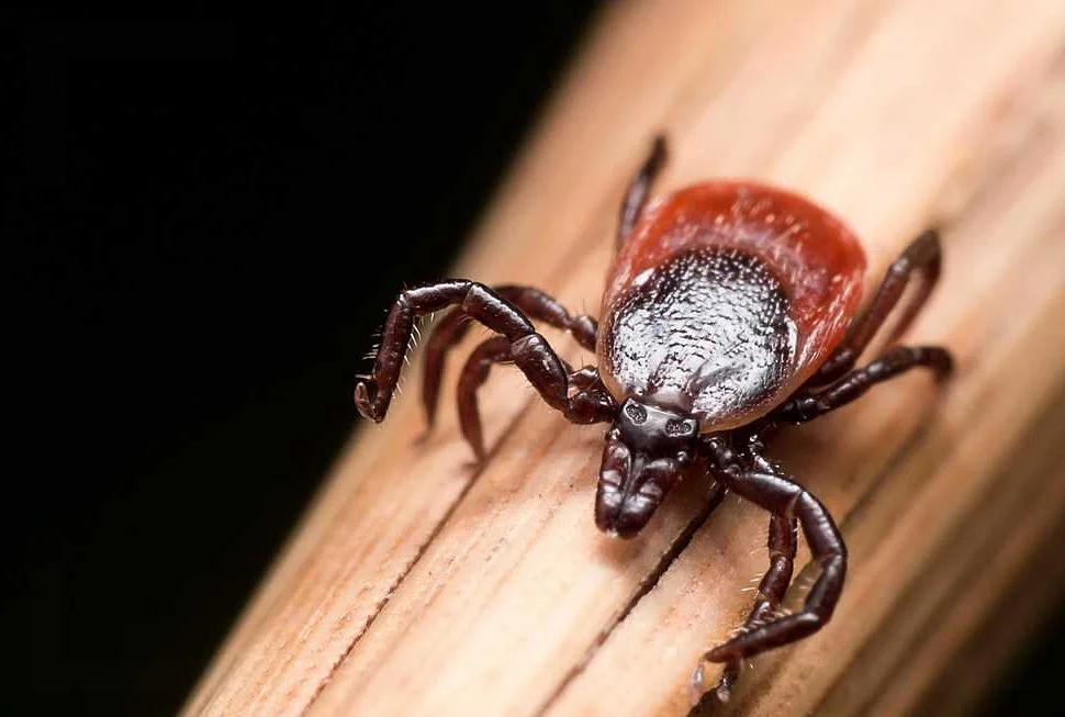 Risk Factors for Lyme Disease