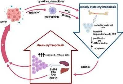 Main Causes Leading to Decreased Erythropoiesis