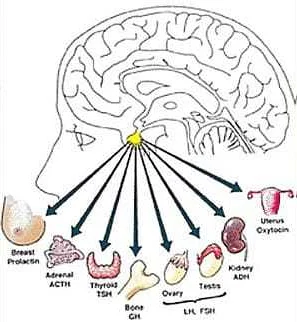 Common Symptoms of Pituitary Adenoma in Adults