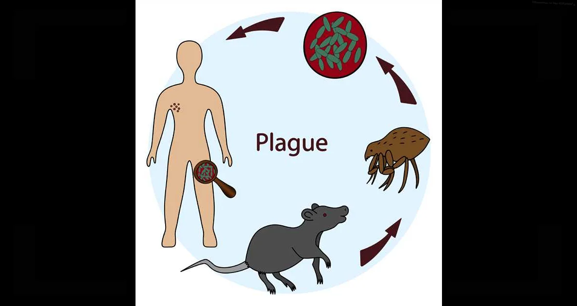 Prevention of Plague and Other Infections