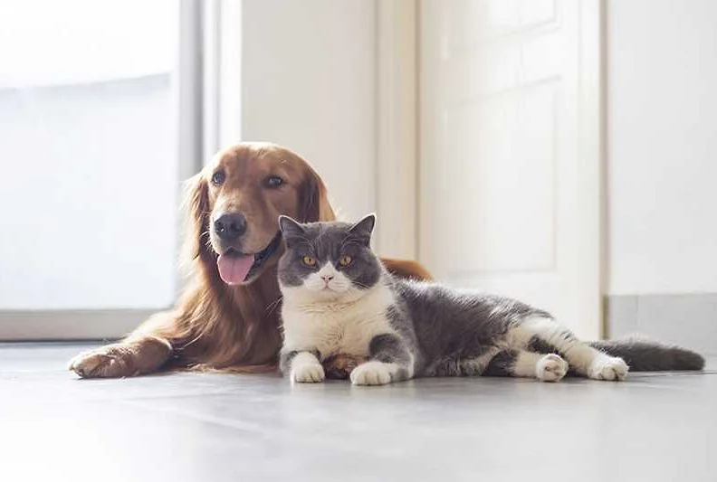 Can Pets Transmit the Virus?