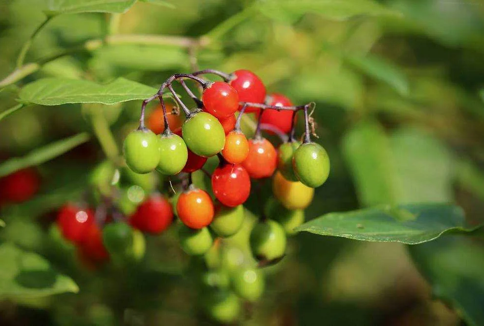 English Yew (Taxus baccata)