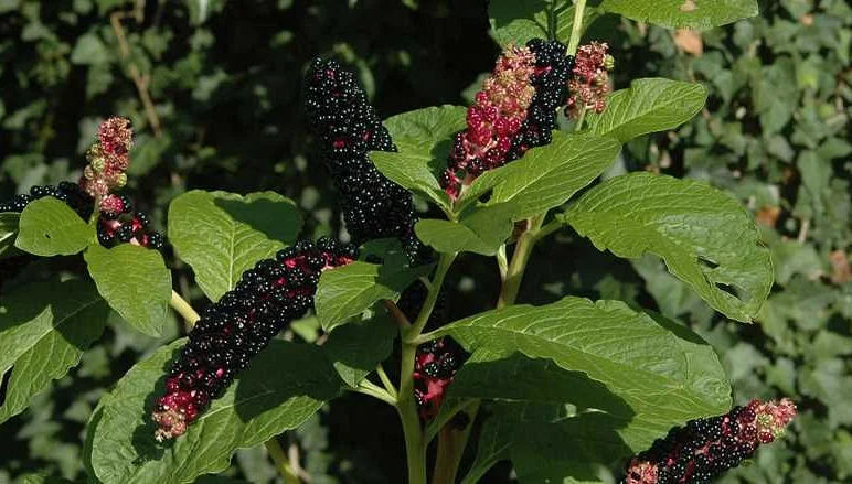 Castor Bean (Ricinus communis)