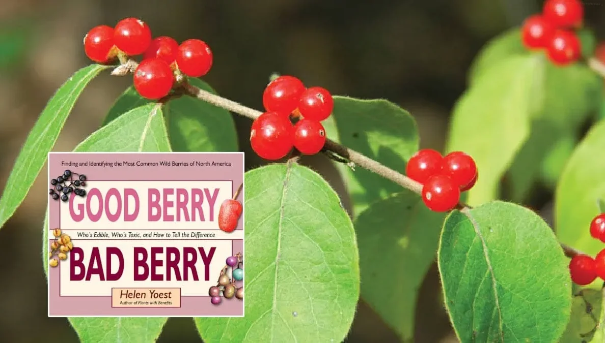 Avoid these toxic berries at all costs!