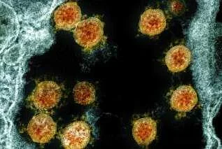 Implications for Understanding the Virus