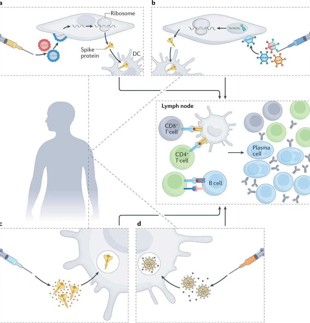 Strongest Immune Response Found in Promising New Vaccine