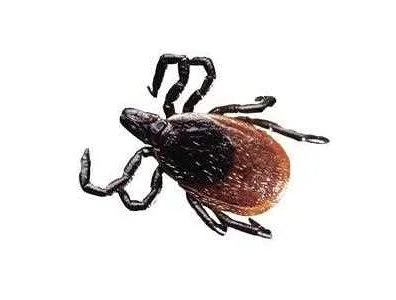 Risk of Tick-Borne Encephalitis