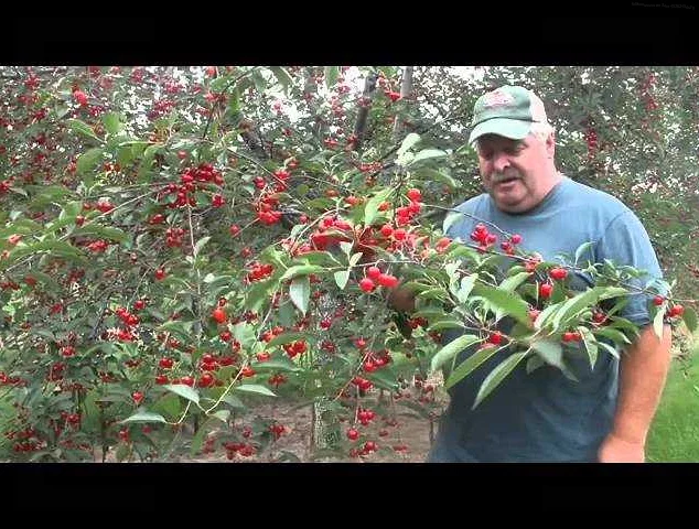 Tips for Selecting Cherries