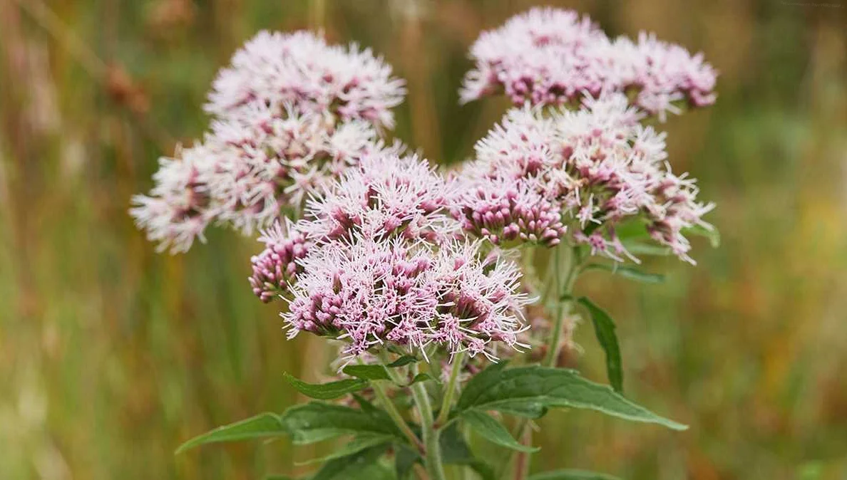 The Dangers of Relying on Herbs for Stress Relief