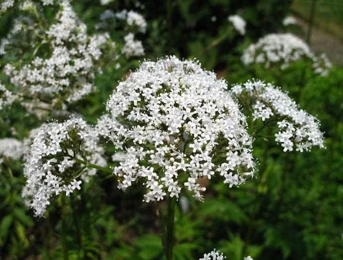 Valerian: Is It a Safe Option for Stress Management?