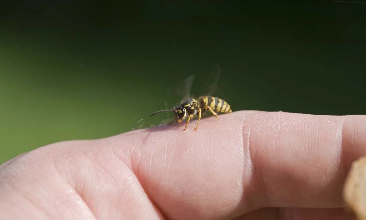 Age and Bee Stings: Are the Elderly More at Risk?