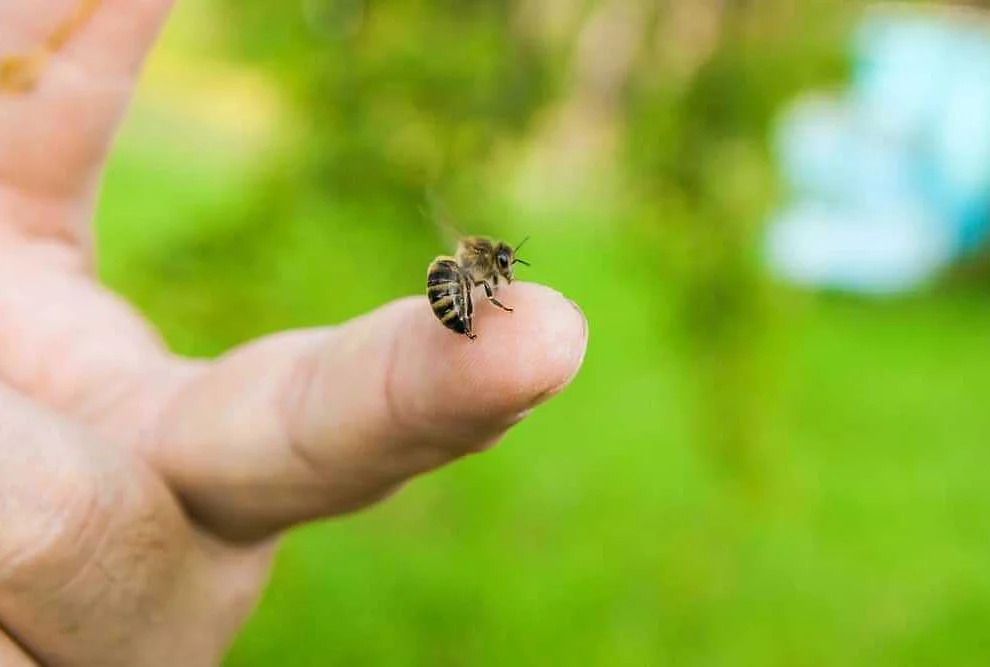 Health Conditions and Bee Stings: Which Conditions Increase the Risk?