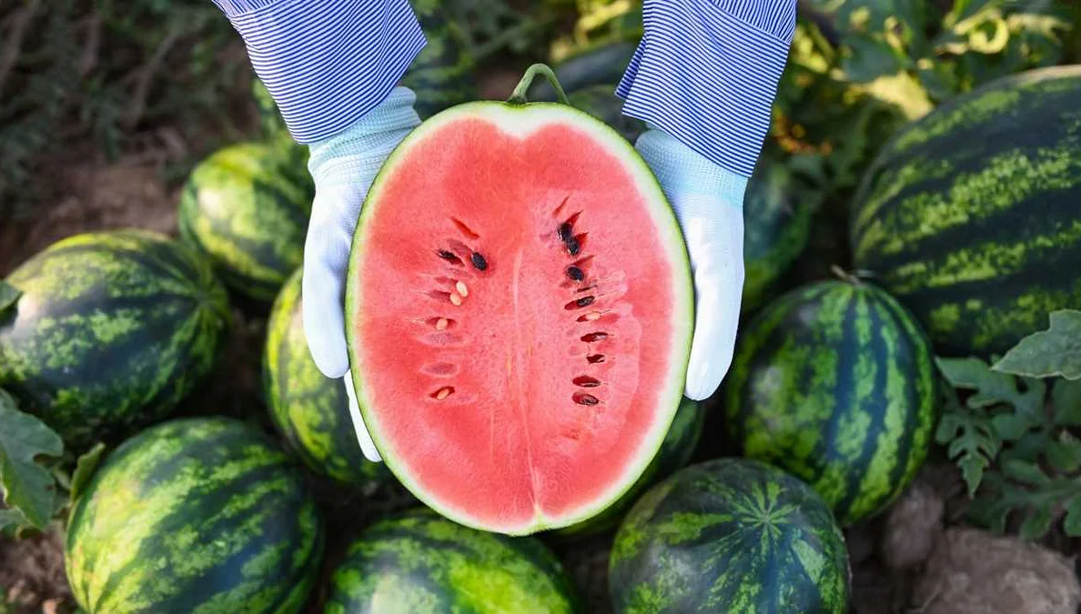 The Intriguing Connection Between Watermelon and Zucchini