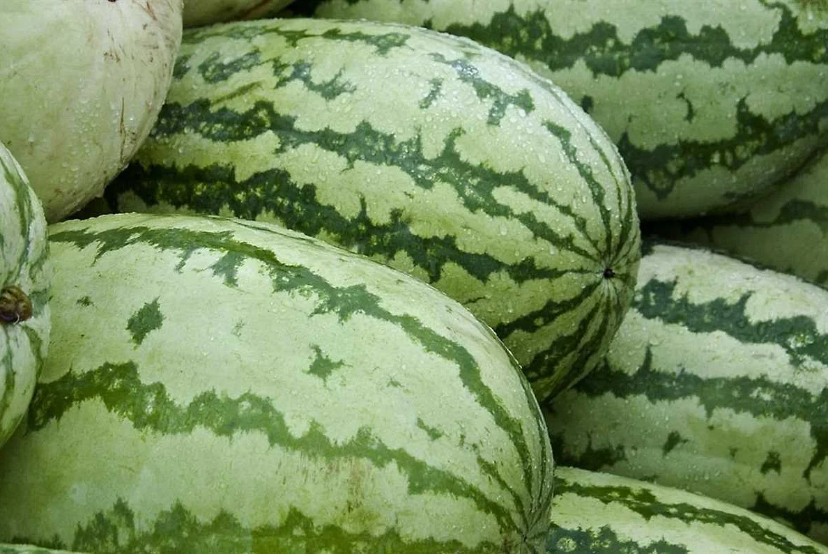 Exploring the Origins and History of Watermelon and Zucchini