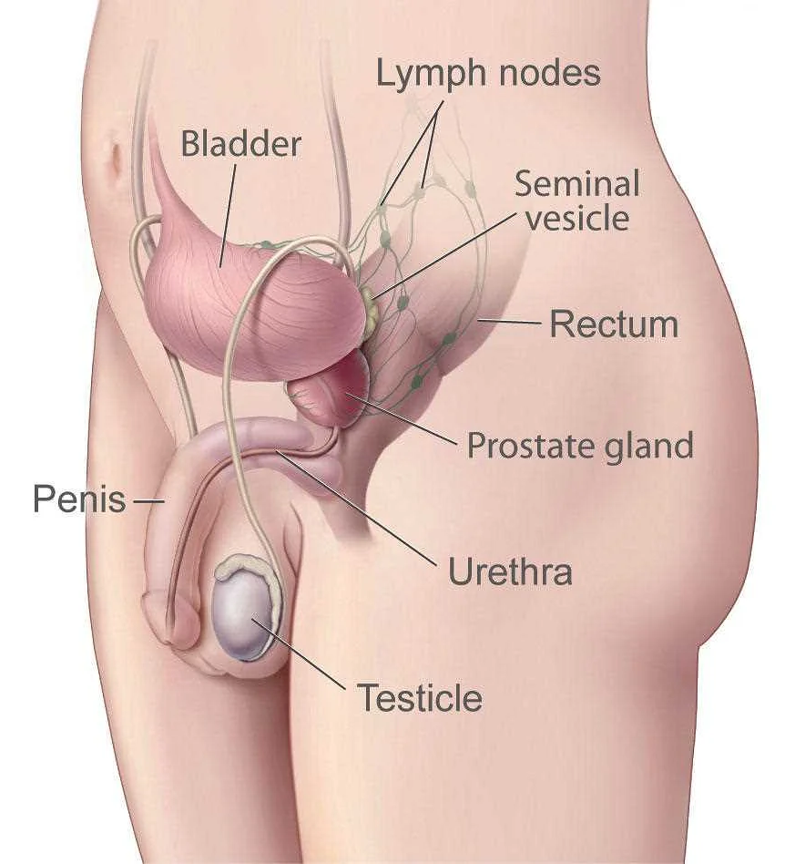 Prostate Cancer Risk Factors